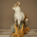 Geit, jonge geitjes, geitenlam, opgezette exemplaar, hoogte 67 cm, trofee, volledig opgezette exemplaar 84.13.8