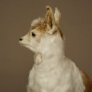 Geit, jonge geitjes, geitenlam, opgezette exemplaar, hoogte 67 cm, trofee, volledig opgezette exemplaar 84.13.8