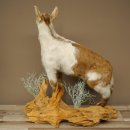 Geit, jonge geitjes, geitenlam, opgezette exemplaar, hoogte 67 cm, trofee, volledig opgezette exemplaar 84.13.8