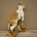 Geit, jonge geitjes, geitenlam, opgezette exemplaar, hoogte 67 cm, trofee, volledig opgezette exemplaar 84.13.8
