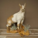 Geit, jonge geitjes, geitenlam, opgezette exemplaar, hoogte 67 cm, trofee, volledig opgezette exemplaar 84.13.8