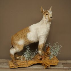 Geit, jonge geitjes, geitenlam, opgezette exemplaar, hoogte 67 cm, trofee, volledig opgezette exemplaar 84.13.8