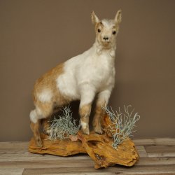 Geit, jonge geitjes, geitenlam, opgezette exemplaar, hoogte 67 cm, trofee, volledig opgezette exemplaar 84.13.8