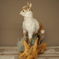 Geit, jonge geitjes, geitenlam, opgezette exemplaar, hoogte 67 cm, trofee, volledig opgezette exemplaar 84.13.8