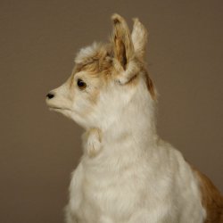 Geit, jonge geitjes, geitenlam, opgezette exemplaar, hoogte 67 cm, trofee, volledig opgezette exemplaar 84.13.8