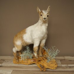 Geit, jonge geitjes, geitenlam, opgezette exemplaar, hoogte 67 cm, trofee, volledig opgezette exemplaar 84.13.8