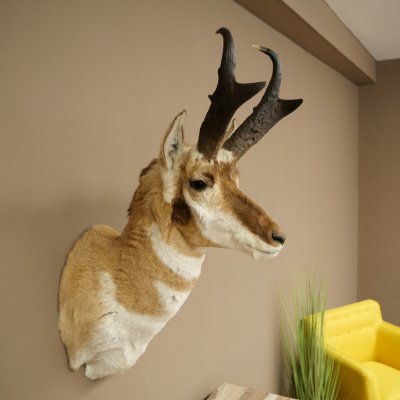 Pronghorn Antler Mount, Taxidermy Head, Height 89 cm, Authorized for Sale