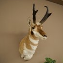 Pronghorn Antler Mount, Taxidermy Head, Height 89 cm, Authorized for Sale