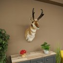 Pronghorn Antler Mount, Taxidermy Head, Height 89 cm, Authorized for Sale