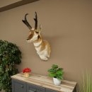 Pronghorn Antler Mount, Taxidermy Head, Height 89 cm, Authorized for Sale