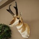 Pronghorn Antler Mount, Taxidermy Head, Height 89 cm, Authorized for Sale