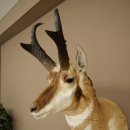 Pronghorn Antler Mount, Taxidermy Head, Height 89 cm, Authorized for Sale