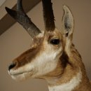 Pronghorn Antler Mount, Taxidermy Head, Height 89 cm, Authorized for Sale