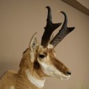 Pronghorn Antler Mount, Taxidermy Head, Height 89 cm, Authorized for Sale