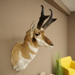 Pronghorn Antler Mount, Taxidermy Head, Height 89 cm, Authorized for Sale