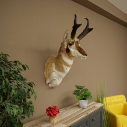 Pronghorn Antler Mount, Taxidermy Head, Height 89 cm, Authorized for Sale