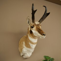 Pronghorn Antler Mount, Taxidermy Head, Height 89 cm, Authorized for Sale