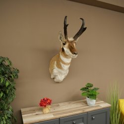 Pronghorn Antler Mount, Taxidermy Head, Height 89 cm, Authorized for Sale