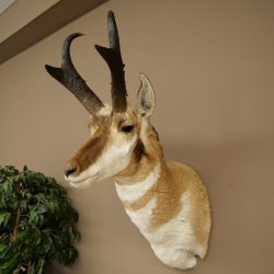 Pronghorn Antler Mount, Taxidermy Head, Height 89 cm, Authorized for Sale