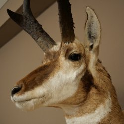 Pronghorn Antler Mount, Taxidermy Head, Height 89 cm, Authorized for Sale