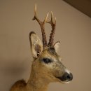 Rehbock Kopf Präparat Neu Höhe 60 cm Geweih Reh Kopfpräparat 85.11.120
