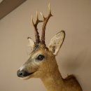 Rehbock Kopf Präparat Neu Höhe 60 cm Geweih Reh Kopfpräparat 85.11.120