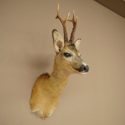 Rehbock Kopf Präparat Neu Höhe 60 cm Geweih Reh Kopfpräparat 85.11.120