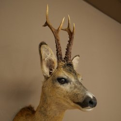 Rehbock Kopf Präparat Neu Höhe 60 cm Geweih Reh Kopfpräparat 85.11.120