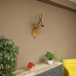 Rehbock Kopf Präparat Neu Höhe 60 cm Geweih Reh Kopfpräparat 85.11.120