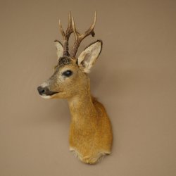 Rehbock Kopf Präparat Neu Höhe 58 cm Geweih Reh Kopfpräparat 85.11.121
