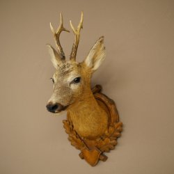Rehbock Kopf Präparat Höhe 57 cm Geweih Reh Kopfpräparat auf geschnitztem Trophäenschild 85.11.122