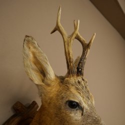 Rehbock Kopf Präparat Höhe 57 cm Geweih Reh Kopfpräparat auf geschnitztem Trophäenschild 85.11.122