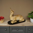 Rehkitz großes Kitz Präparat liegend auf Deko Platte Reh Höhe 42 cm Tierpräparat 89.11.82