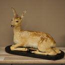 Rehkitz großes Kitz Präparat liegend auf Deko Platte Reh Höhe 42 cm Tierpräparat 89.11.82