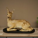 Rehkitz großes Kitz Präparat liegend auf Deko Platte Reh Höhe 42 cm Tierpräparat 89.11.82