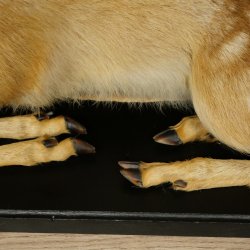 Rehkitz großes Kitz Präparat liegend auf Deko Platte Reh Höhe 42 cm Tierpräparat 89.11.82