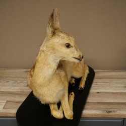 Rehkitz großes Kitz Präparat liegend auf Deko Platte Reh Höhe 42 cm Tierpräparat 89.11.82