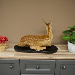 Rehkitz großes Kitz Präparat liegend auf Deko Platte Reh Höhe 42 cm Tierpräparat 89.11.82