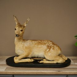 Rehkitz großes Kitz Präparat liegend auf Deko Platte Reh Höhe 42 cm Tierpräparat 89.11.82