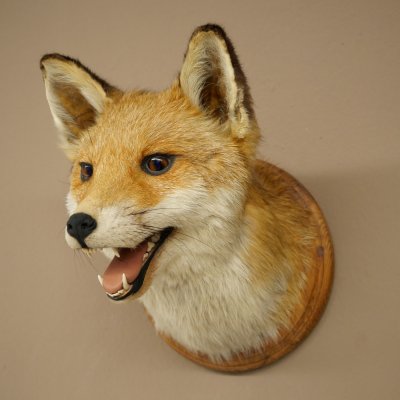 Fuchskopf offenem Fang Rotfuchs Kopf auf Trophäenschild Tierpräparat Präparat Wild Trophäe 89.8.205