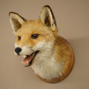 Fuchskopf offenem Fang Rotfuchs Kopf auf...