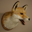 Fuchskopf offenem Fang Rotfuchs Kopf auf...