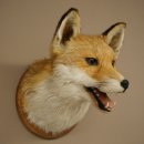Fuchskopf offenem Fang Rotfuchs Kopf auf Trophäenschild Tierpräparat Präparat Wild Trophäe 89.8.205