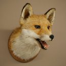 Fuchskopf offenem Fang Rotfuchs Kopf auf Trophäenschild Tierpräparat Präparat Wild Trophäe 89.8.205