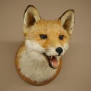 Fuchskopf offenem Fang Rotfuchs Kopf auf Trophäenschild Tierpräparat Präparat Wild Trophäe 89.8.205