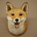 Fuchskopf offenem Fang Rotfuchs Kopf auf Trophäenschild Tierpräparat Präparat Wild Trophäe 89.8.205