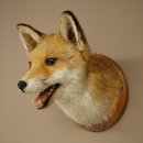 Fuchskopf offenem Fang Rotfuchs Kopf auf Trophäenschild Tierpräparat Präparat Wild Trophäe 89.8.205