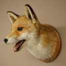 Fuchskopf offenem Fang Rotfuchs Kopf auf Trophäenschild Tierpräparat Präparat Wild Trophäe 89.8.205