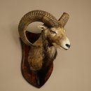 Muflón (Ovis gmelini musimon). Preparación HL 66 cm (cabeza y hombros) sobre placa de trofeo.