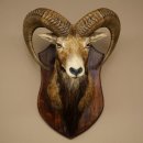 Muflón (Ovis gmelini musimon). Preparación HL 66 cm (cabeza y hombros) sobre placa de trofeo.